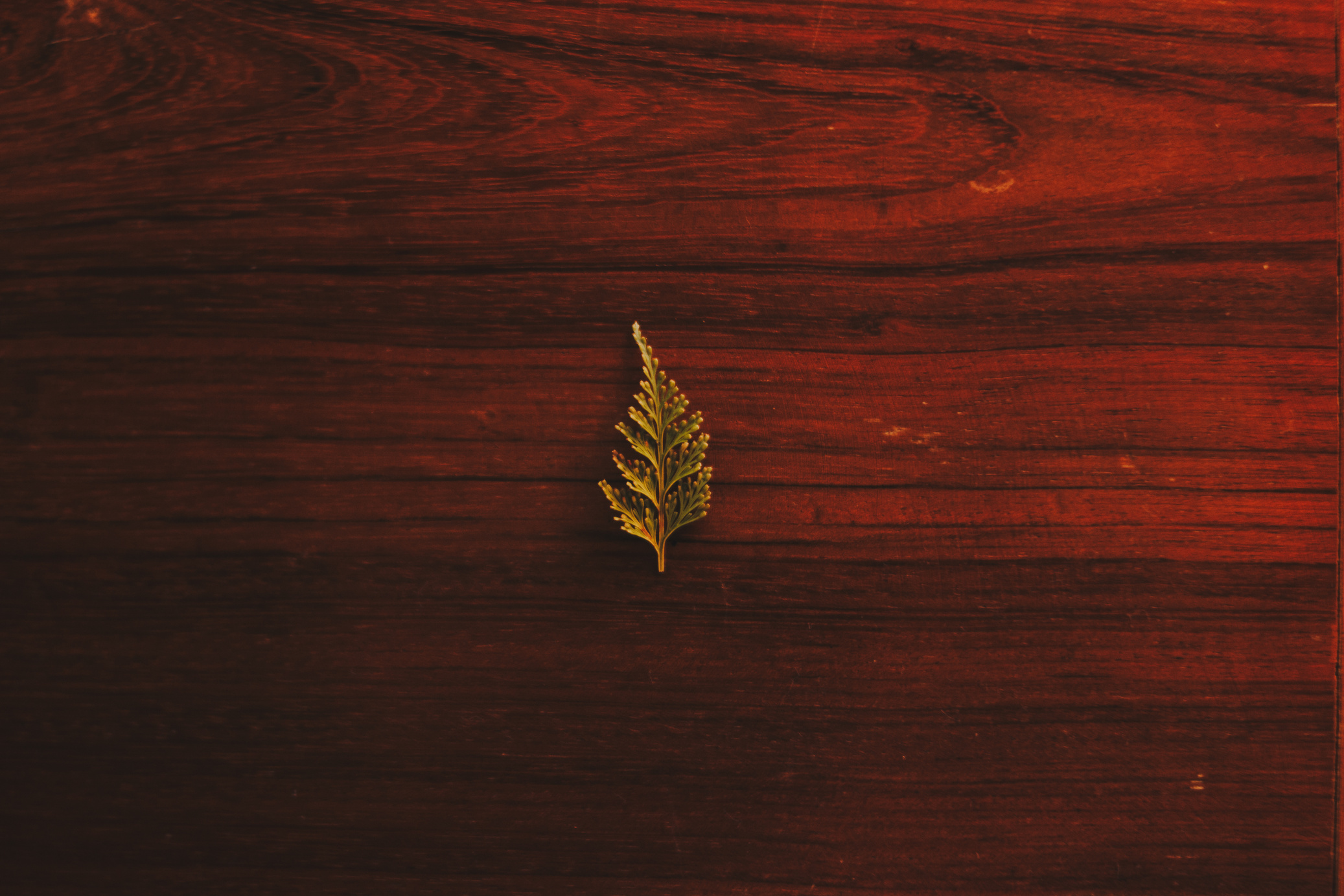 Close-up of Leaf on Wooden Plank
